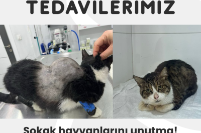 SOKAK HAYVANLARI TEDAVİLERİ